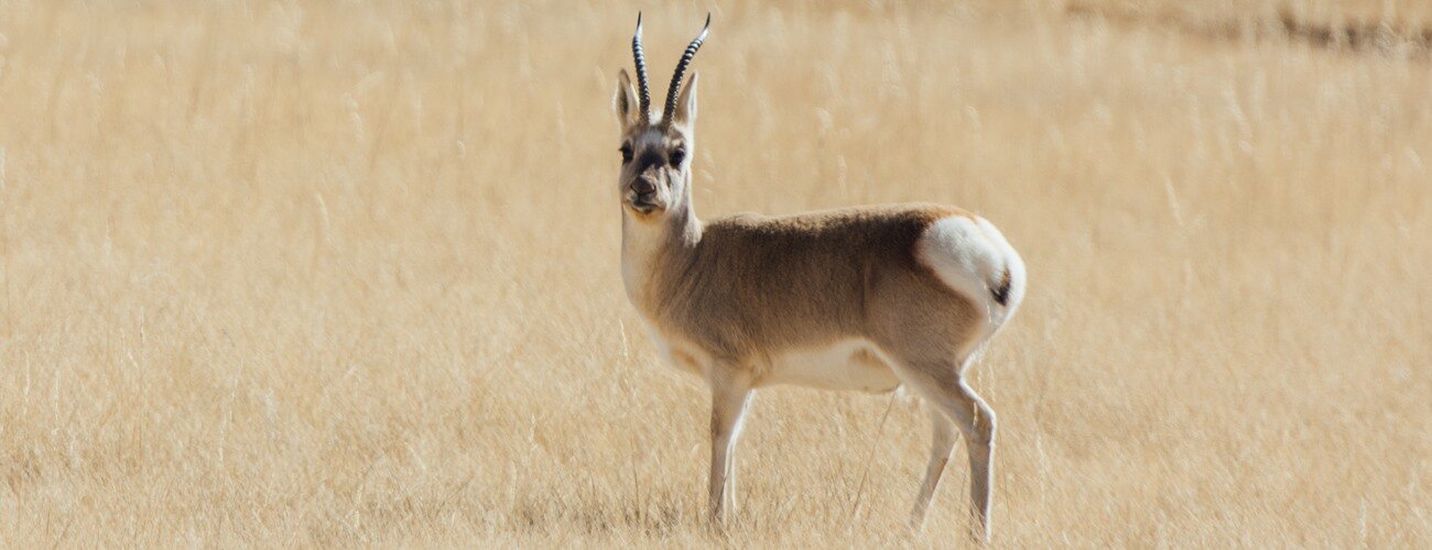 Image d'un Chiru, une antilope tibtaine dont la laine est utilise pour produire le Shahtoosh, une fibre rare et prcieuse