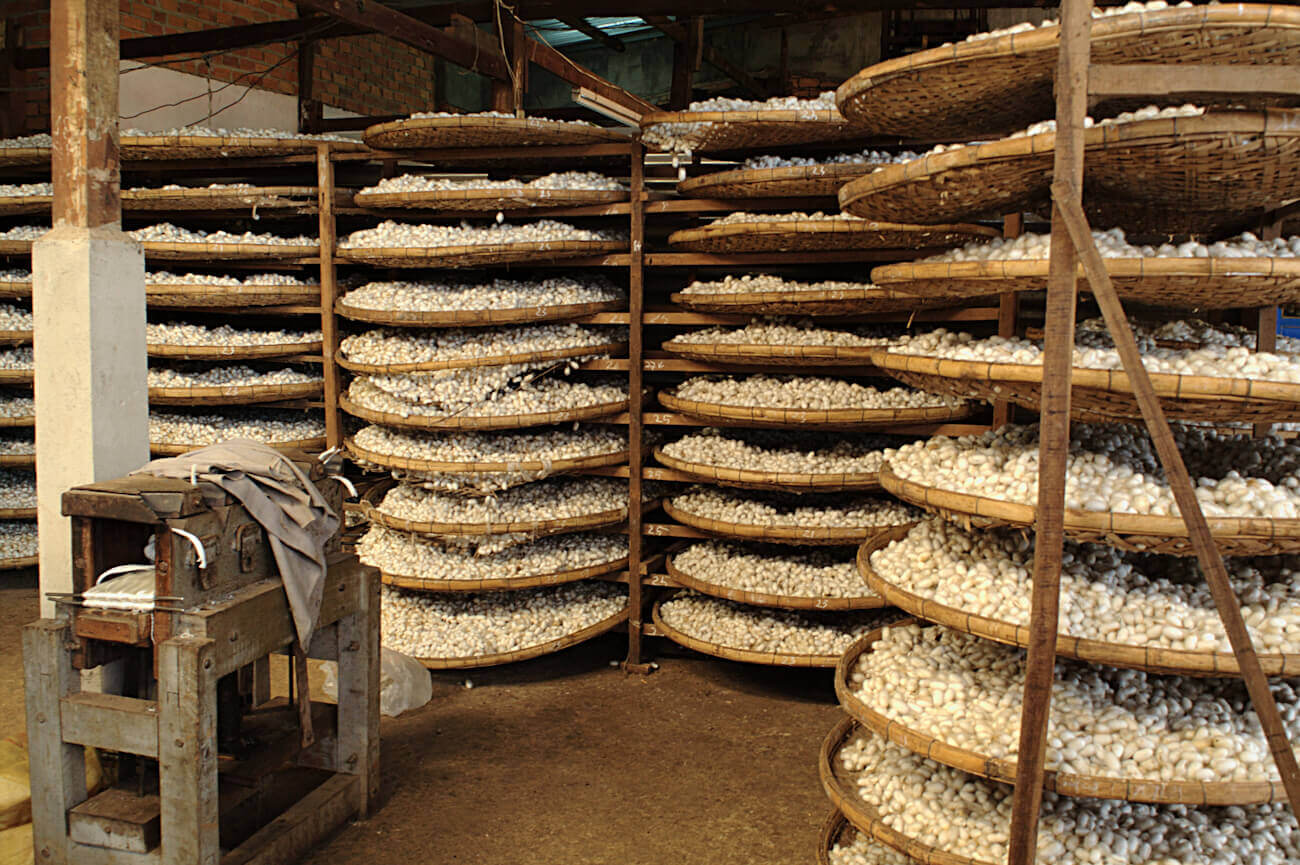 Cocons de soie du bombyx du m�rier en s�chage dans une filature traditionnelle